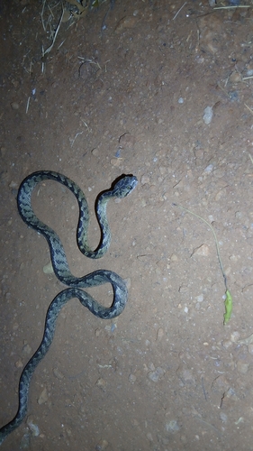 Sri Lanka Cat Snake