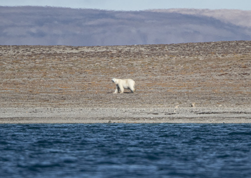 Black Bear sighting near Kitikmeot