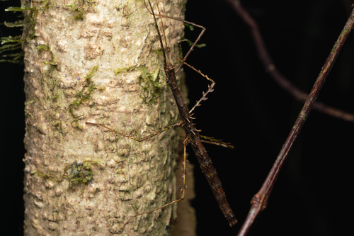 Parastheneboea laetior
