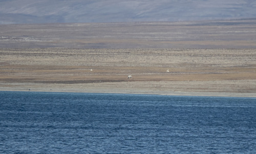 Black Bear sighting near Kitikmeot