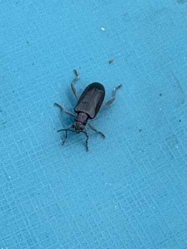 Pond lily leaf beetles