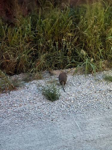 Mexican Long-nosed Armadillo