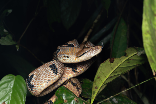 Dog-toothed Cat Snake