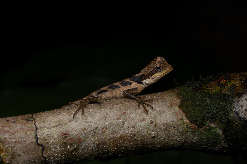 Malayan Crested Lizard