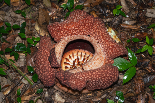 Rafflesia keithii