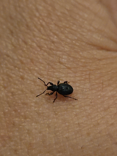 Strawberry Root Weevil