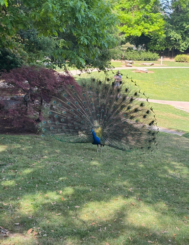 Indian Peafowl