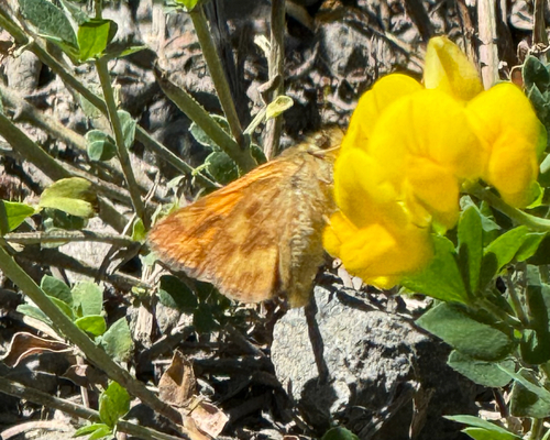 Woodland Skipper