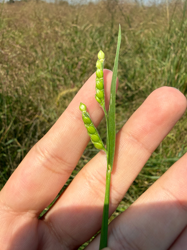 Hairy Cupgrass