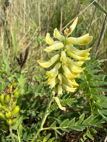 Canadian milkvetch