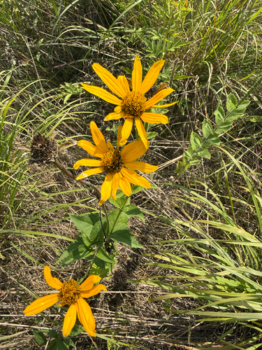 false sunflower