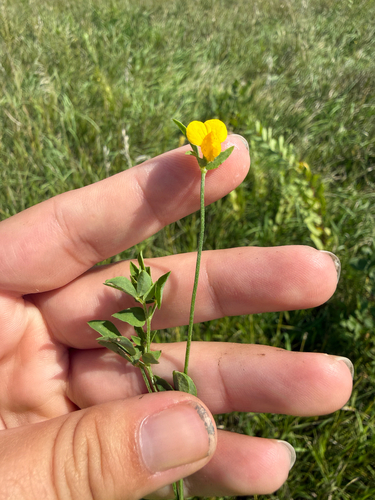 bird's-foot trefoil