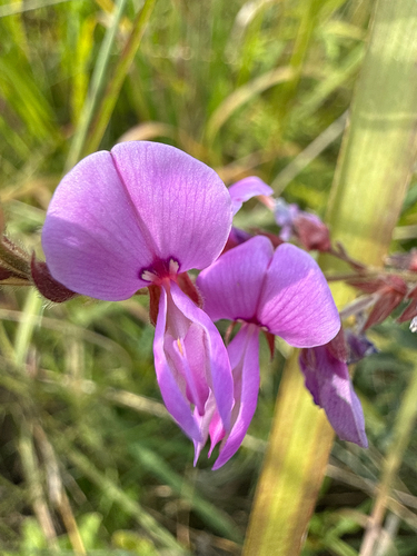 showy tick-trefoil