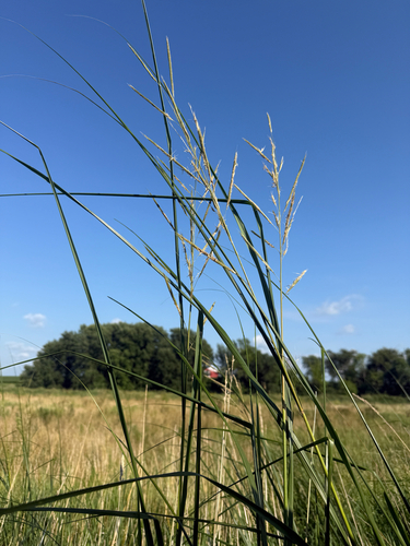 prairie cordgrass