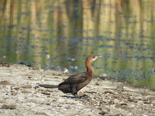 Pygmy Cormorant