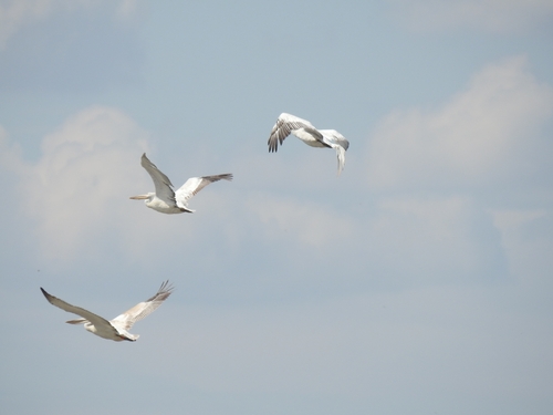 Dalmatian Pelican