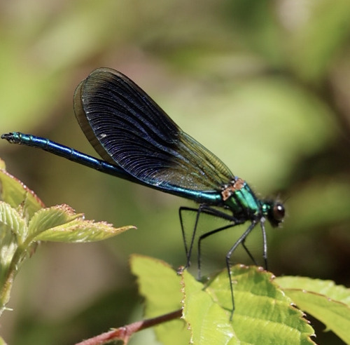 Banded Demoiselle
