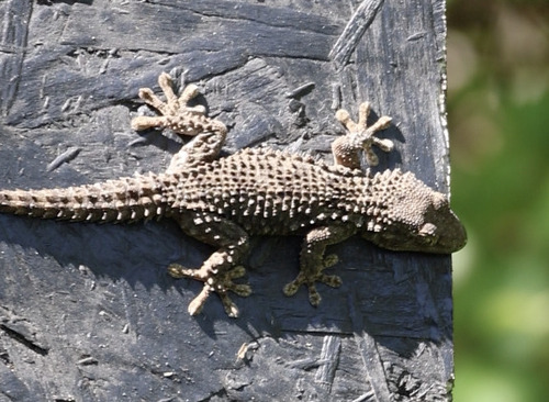 Moorish Gecko