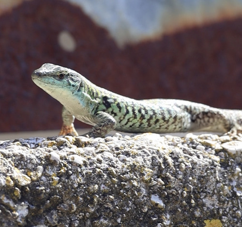 Italian Wall Lizard