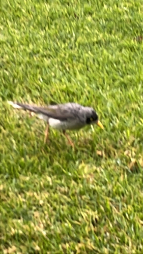 Noisy Miner