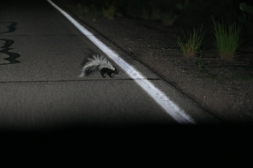 Hooded Skunk observed by tj4444