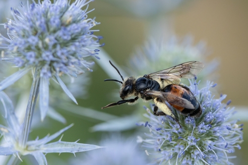 Perkins' Mining Bee