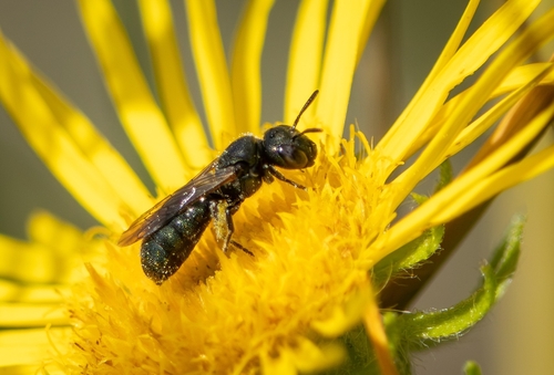 Little Blue Carpenter Bee