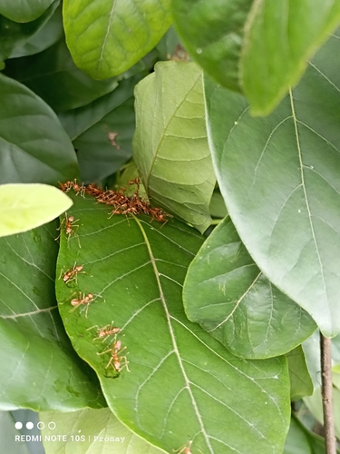 Asian Weaver Ant