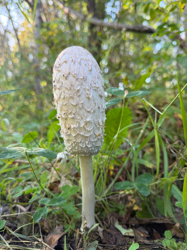 Shaggy Mane