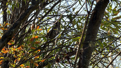 Ruffed Grouse