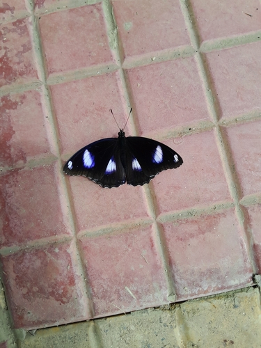Great Eggfly
