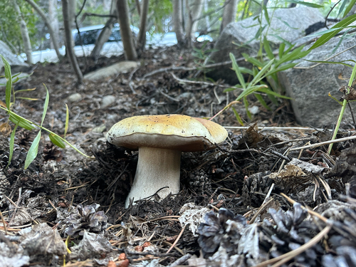 King Bolete