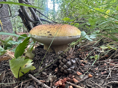 King Bolete