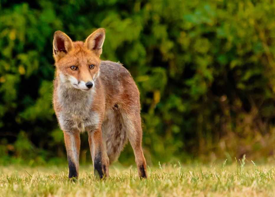 Red Fox from Worcester Park, UK on May 11, 2020 at 02:22 PM by Kelly ...