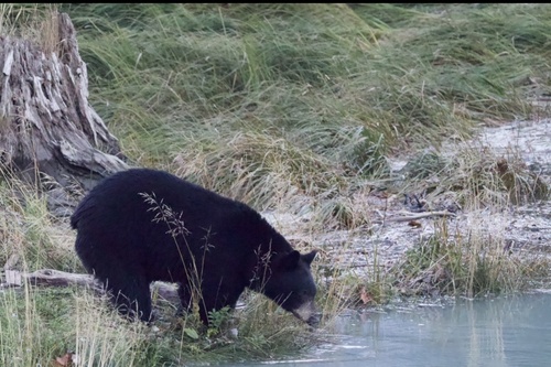 Black Bear sighting near Spit Rd