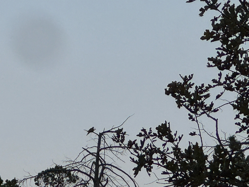 Mourning Dove