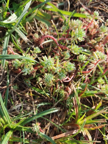 Turkish stonecrop