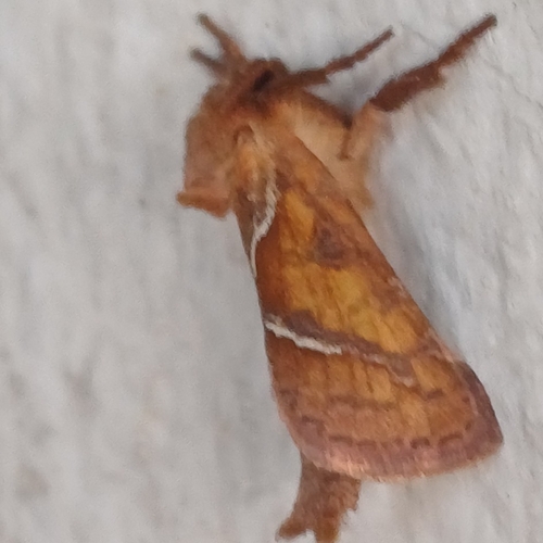 Orange Swift