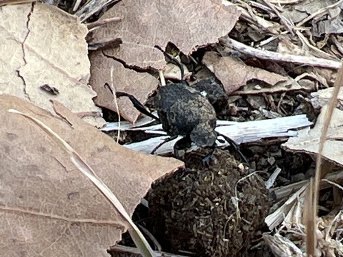 Sisyphus schaefferi