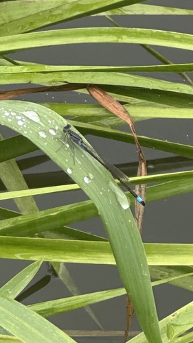 Blue-tailed Damselfly