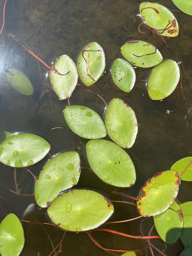 Watershield