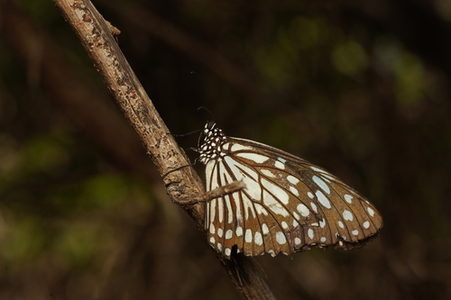 Blue Tiger
