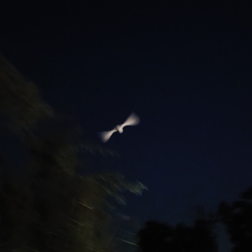 Western Barn Owl