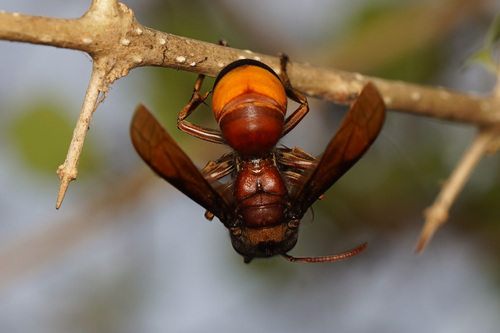 Lesser Banded Hornet