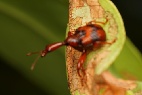 Strigapoderus tranquebaricus