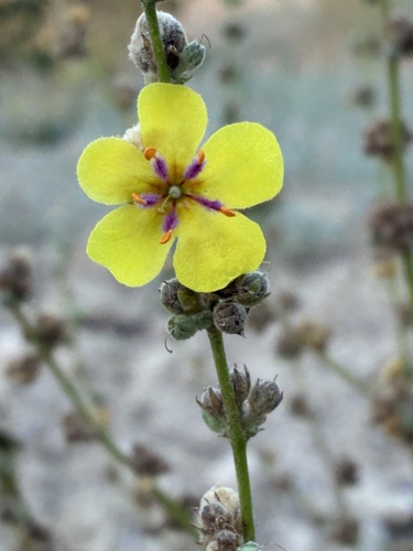 wavyleaf mullein