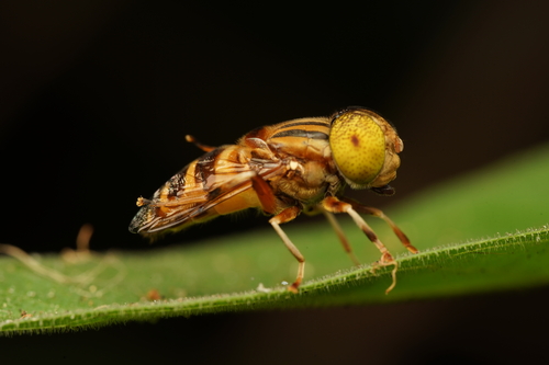 Eristalinus arvorum