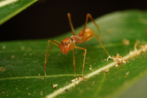 Red Weaver Ant-mimicking Spider