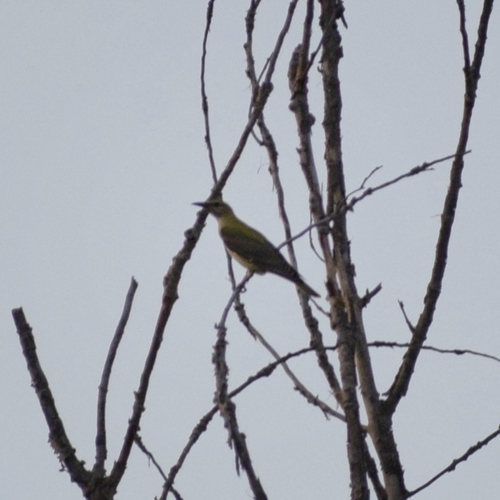 Eurasian Golden Oriole