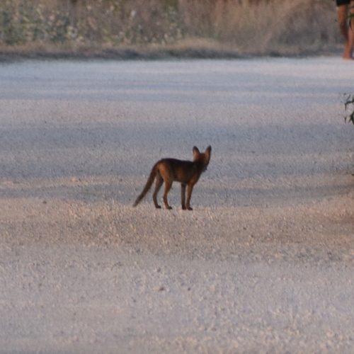 Red Fox